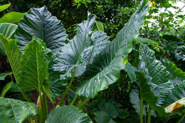Elephant's Ear Flower Seeds for planting with large tropical heart-shaped foliage