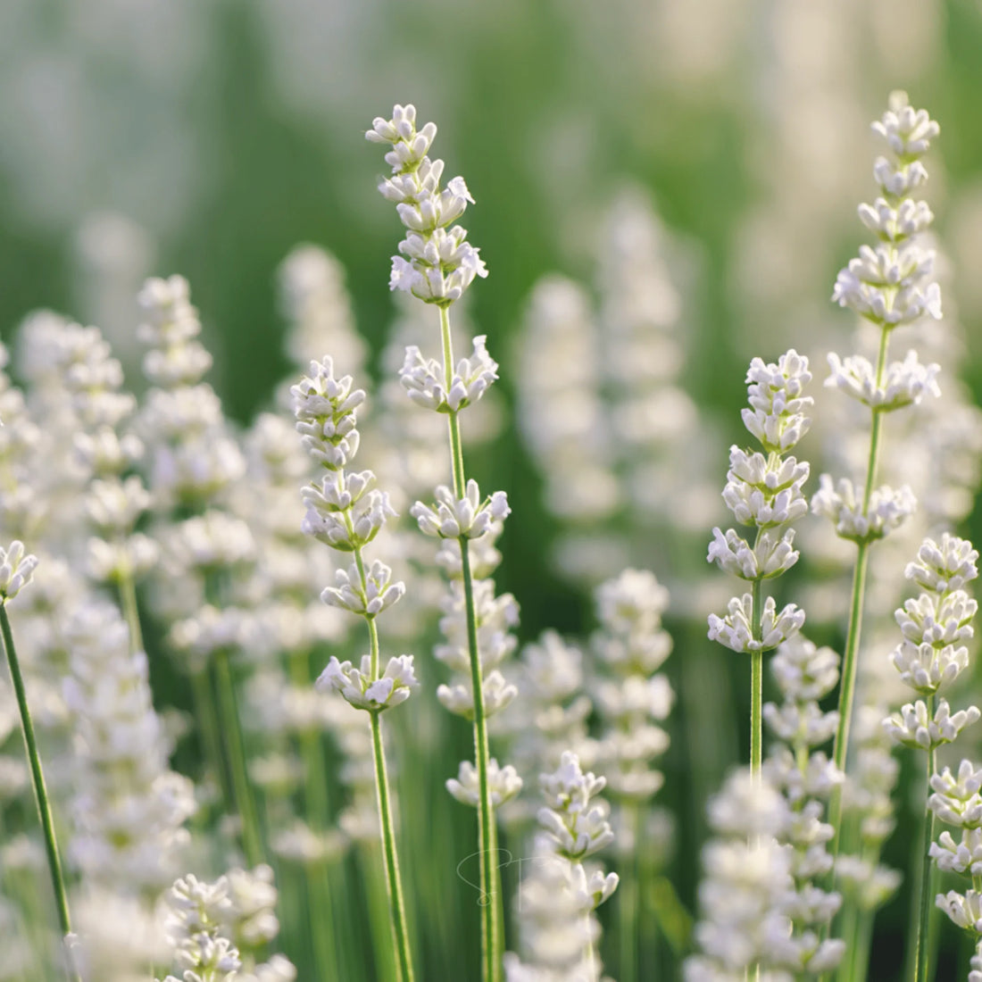 Ellagance flower seeds