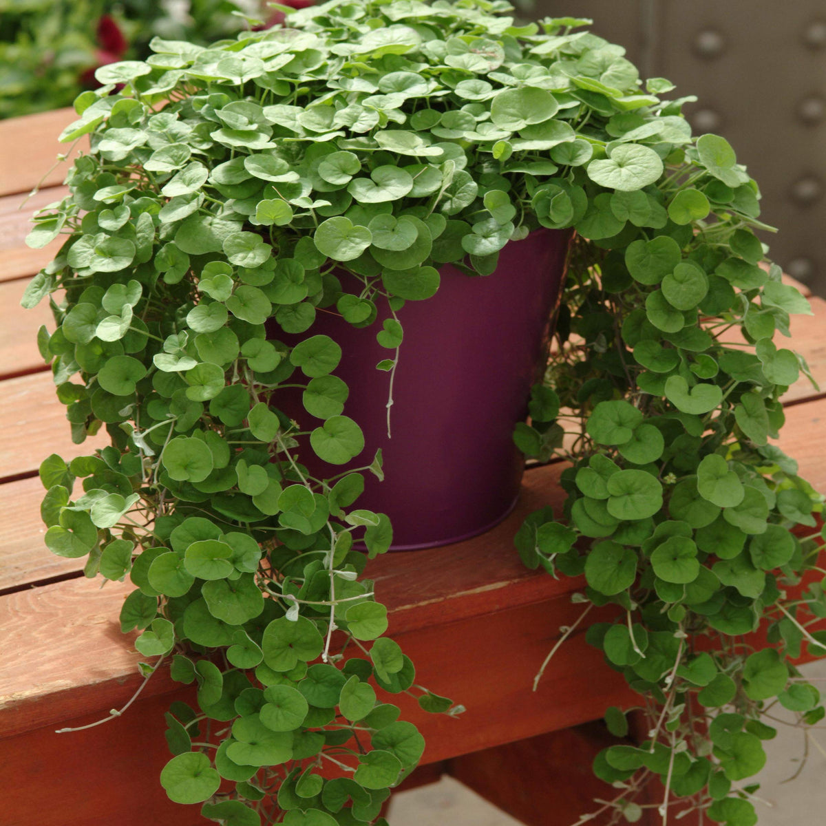 Emerald Falls Dichondra plant with lush green trailing foliage in a garden container