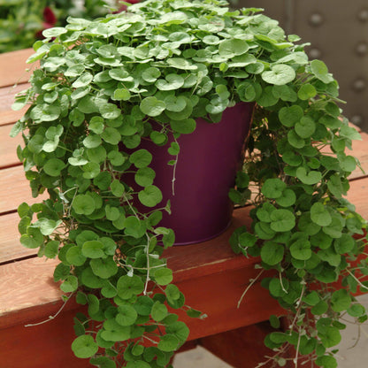 Emerald Falls Dichondra plant with lush green trailing foliage in a garden container