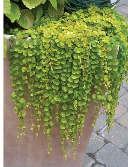 Emerald Falls Dichondra plant with lush green trailing foliage in a garden container
