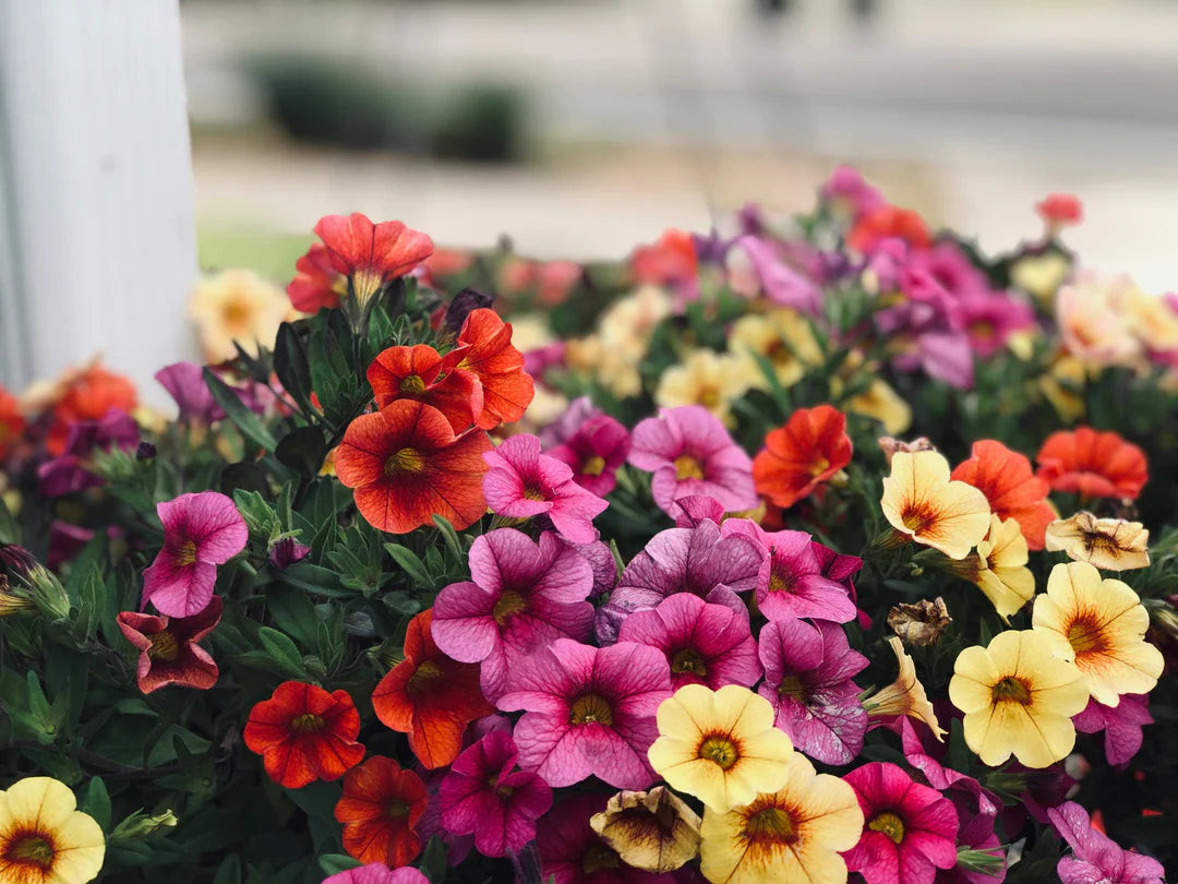 Multicolored Gardenia flower seeds