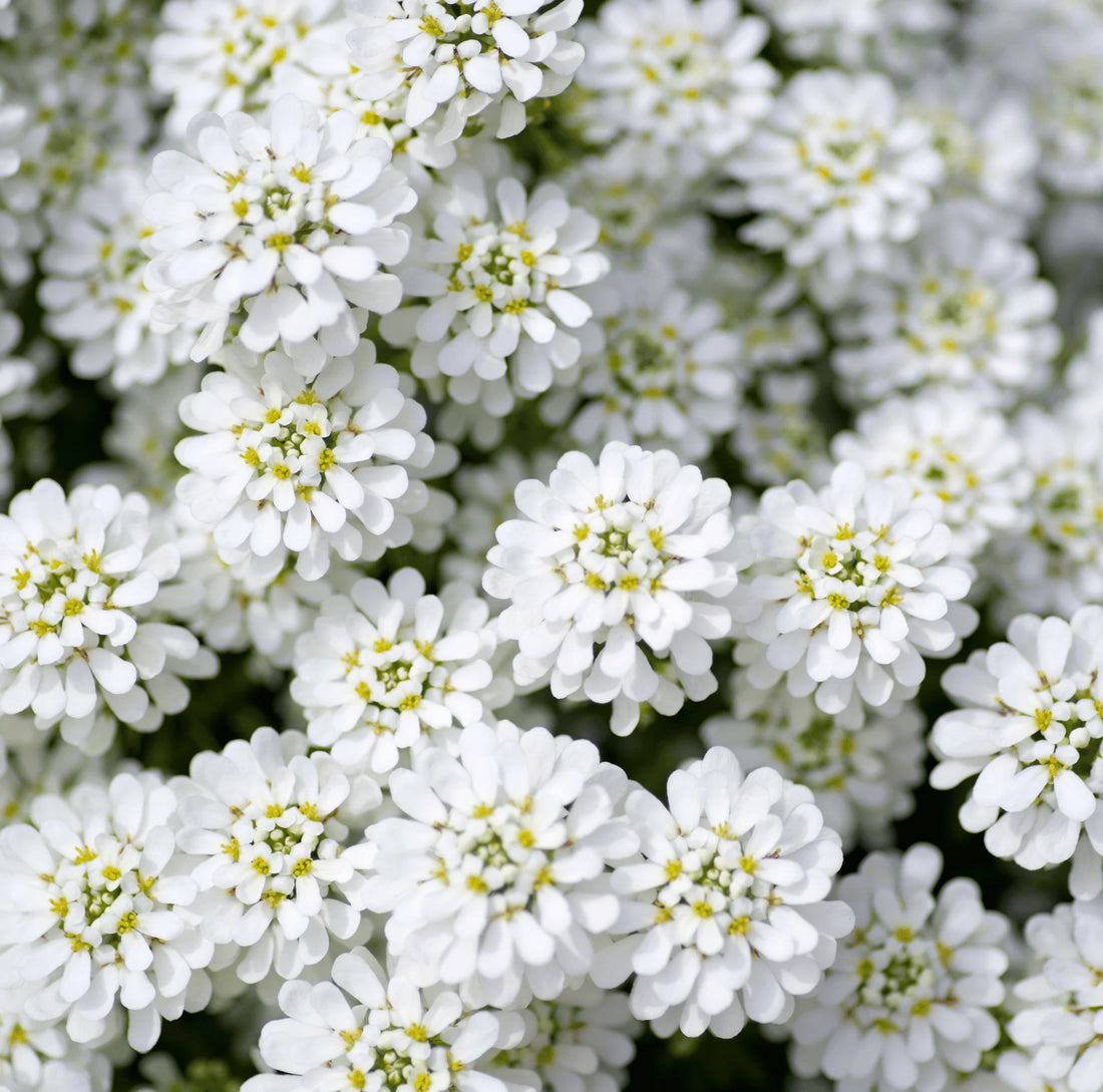 White Amara flower seeds