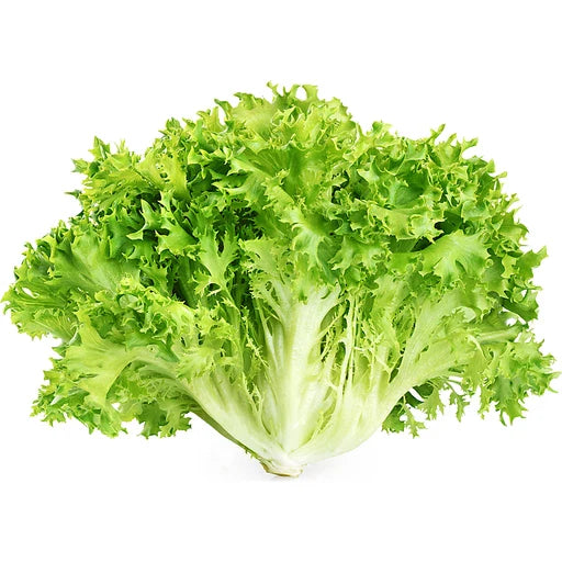 Endive seeds for planting and growing fresh leafy greens in a home vegetable garden