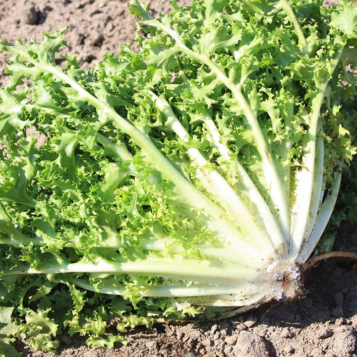 Endive seeds for planting with fresh green leafy endive plants