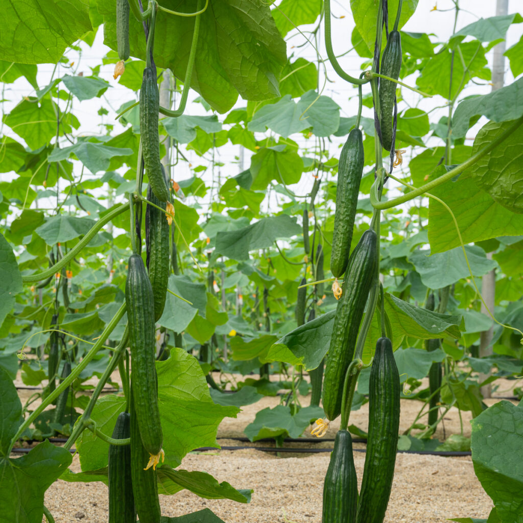 english burpless cucumber seeds