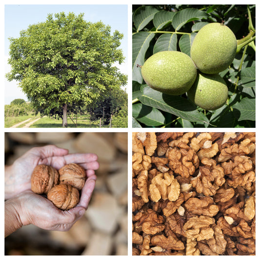 english walnut seeds