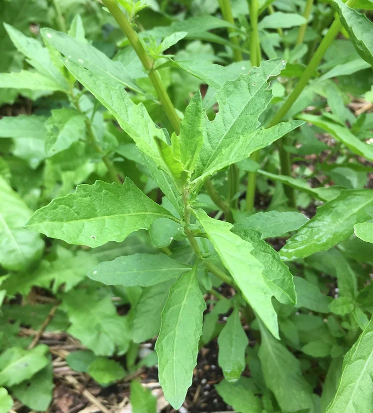Epazote herb seeds for planting and mature aromatic Epazote herb plant