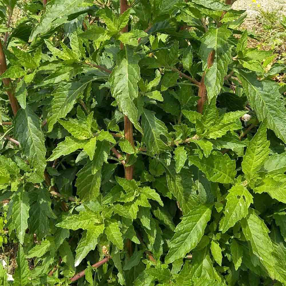 Epazote herb seeds for planting and mature aromatic Epazote herb plant