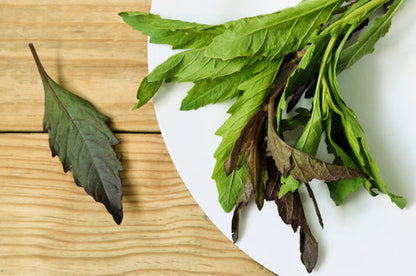 Epazote herb seeds for planting and mature aromatic Epazote herb plant