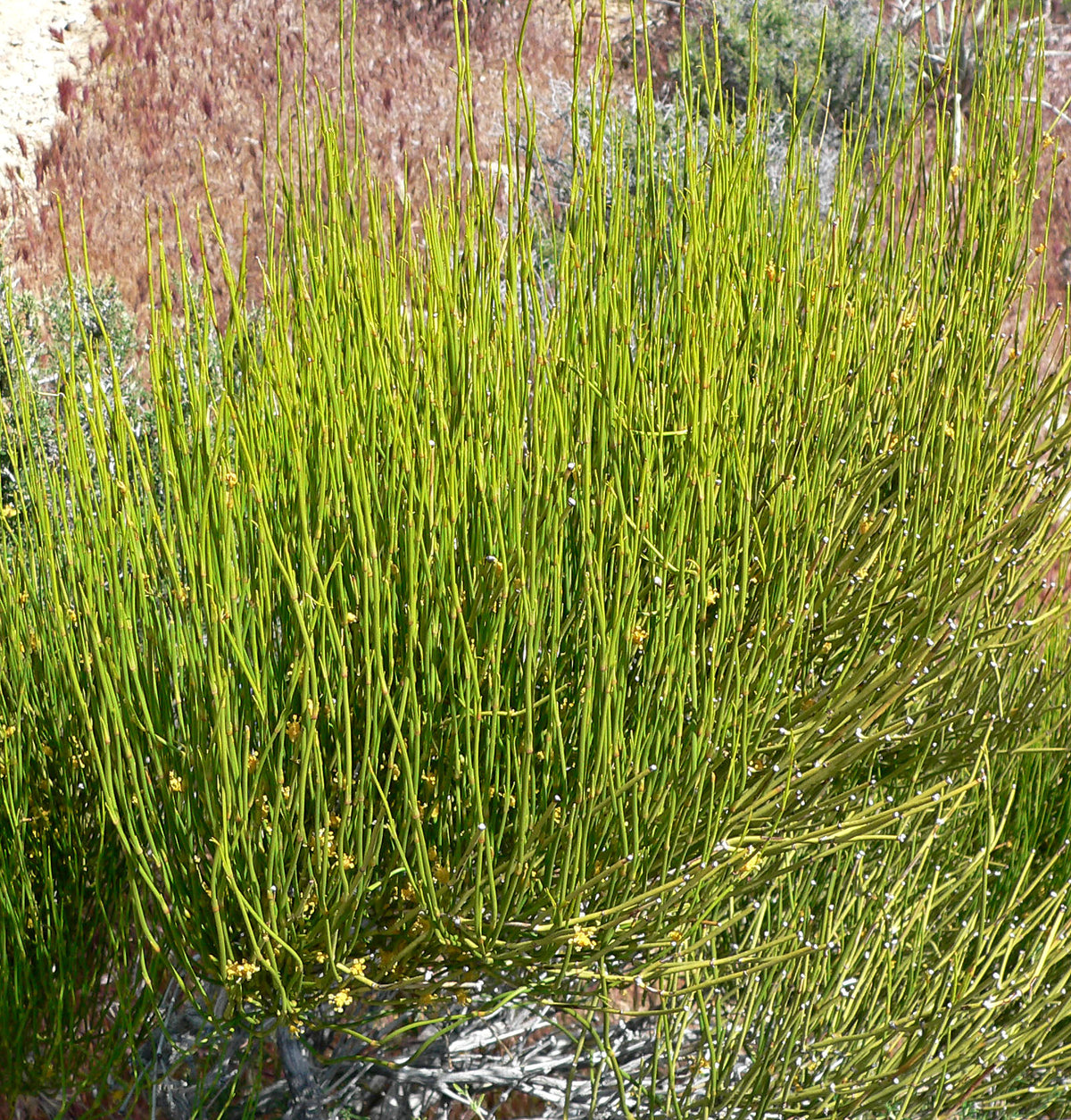 Ephedra Seeds for Planting – Evergreen Drought-Tolerant Garden Shrub