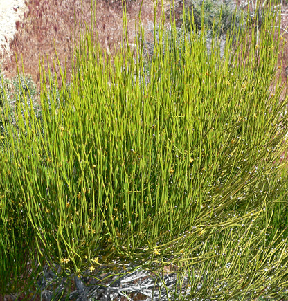 Ephedra Seeds for Planting – Evergreen Drought-Tolerant Garden Shrub