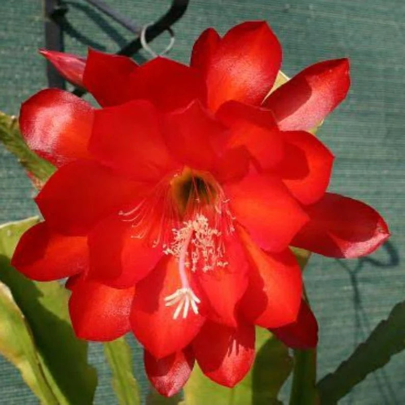 Red Epiphyllum flower seeds