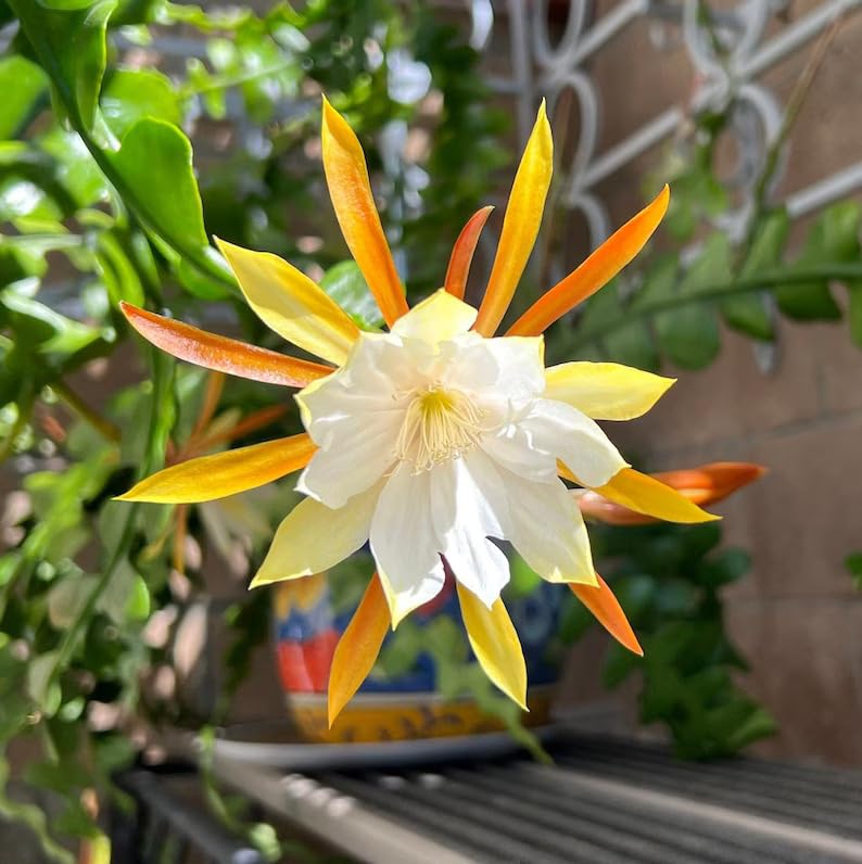 Epiphyllum flower seeds