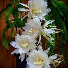 Silver Epiphyllum Flower Seeds 