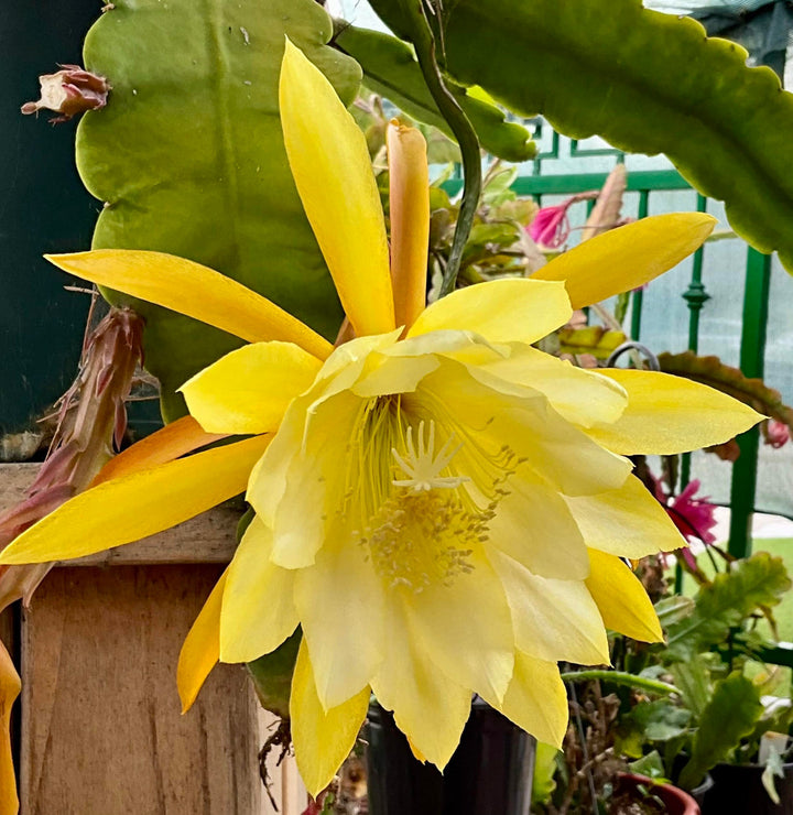 Yellow Epiphyllum Flowers in Hanging Basket
