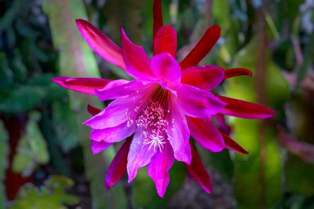Epiphyllum orchid flower seeds and mature orchid cactus with exotic flowering stems