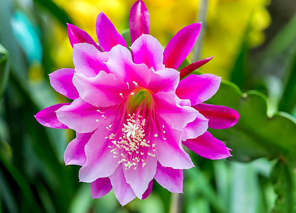 Epiphyllum orchid flower seeds and mature orchid cactus with exotic flowering stems
