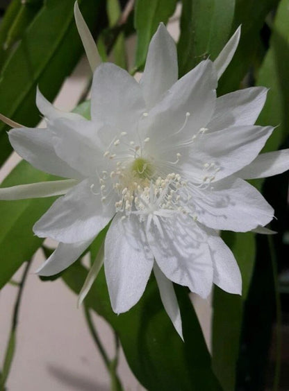 Kadupul flower (Epiphyllum oxypetalum) featuring large fragrant white night-blooming flowers and long, flattened green stems.