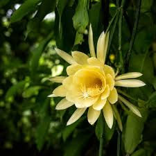 Yellow Epiphyllum Flowers in Hanging Basket