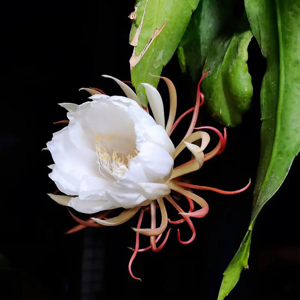 Silver Epiphyllum Flower Seeds 