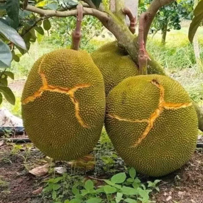 jackfruit fruit seeds