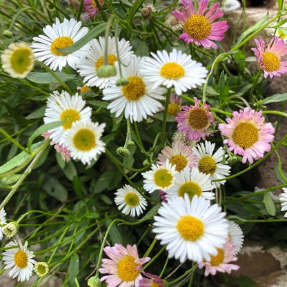 Karvinskianus Flower Seeds with white and pink Mexican Fleabane blooms
