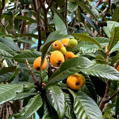 Tanaka loquat fruit tree with glossy green leaves, golden-orange fruits, and creamy-white flowers, showcasing Eriobotrya japonica for home gardens and orchards.