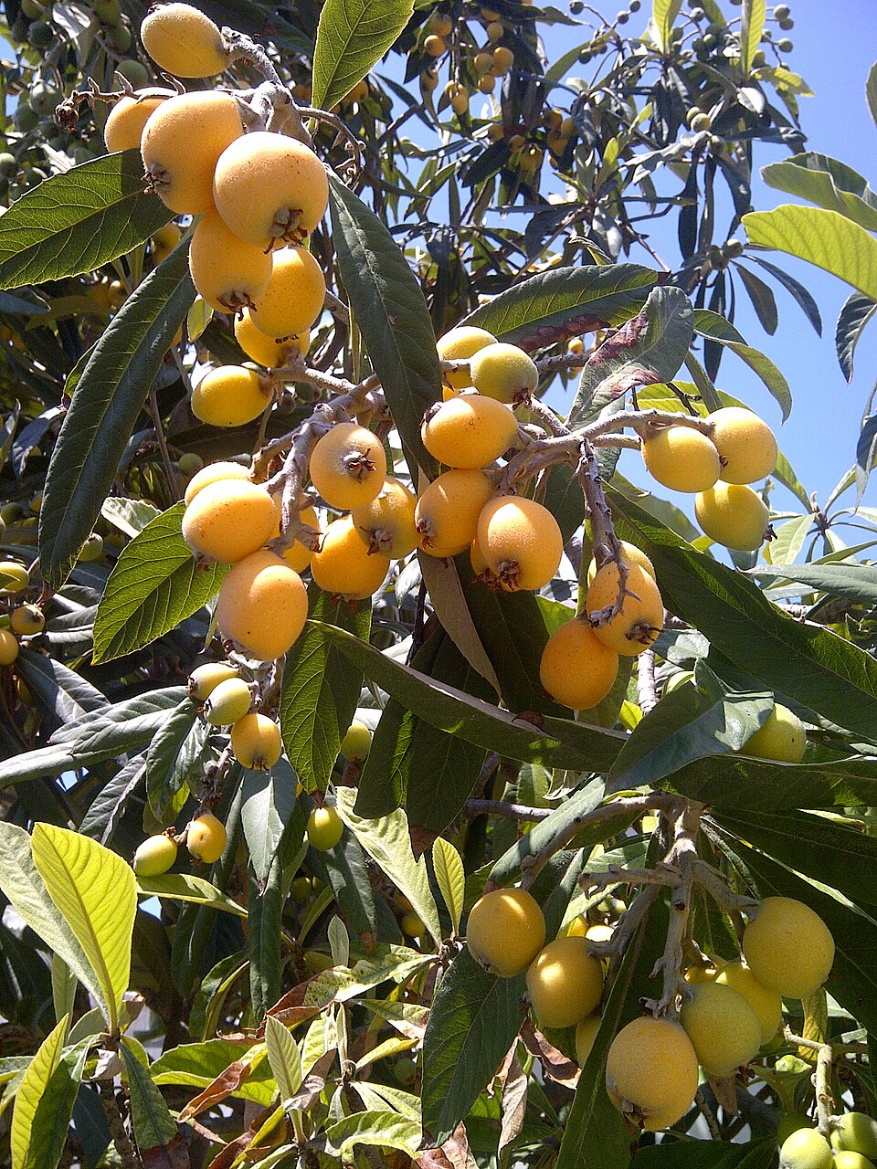 Bronze loquat fruit seeds for planting and growing an evergreen loquat tree with attractive foliage and edible fruit.