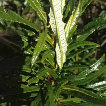 Yerba Santa Herb Flowers