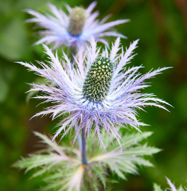 Blue Eryngium alpinum Flower Seeds for Planting – Heirloom Sea Holly Seeds