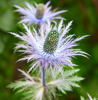 Blue Eryngium alpinum Flower Seeds for Planting – Heirloom Sea Holly Seeds