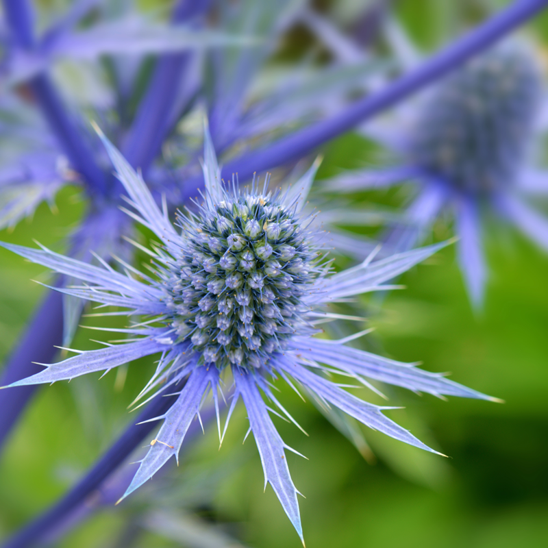 Blue Eryngium flower seeds