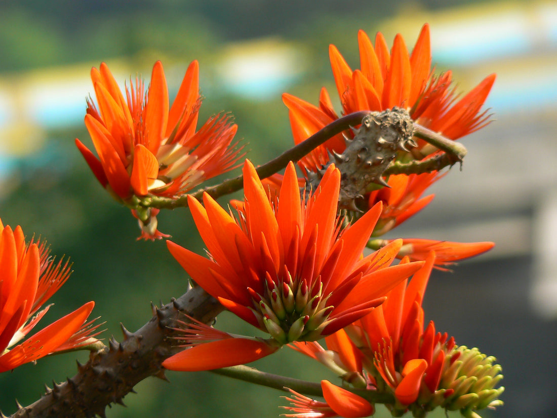 Erythrina Berteroana flower seeds