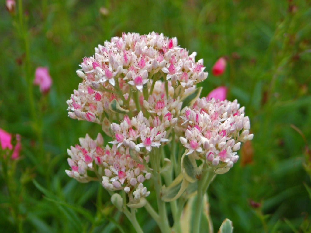 Pink Erythrostictum flower seeds