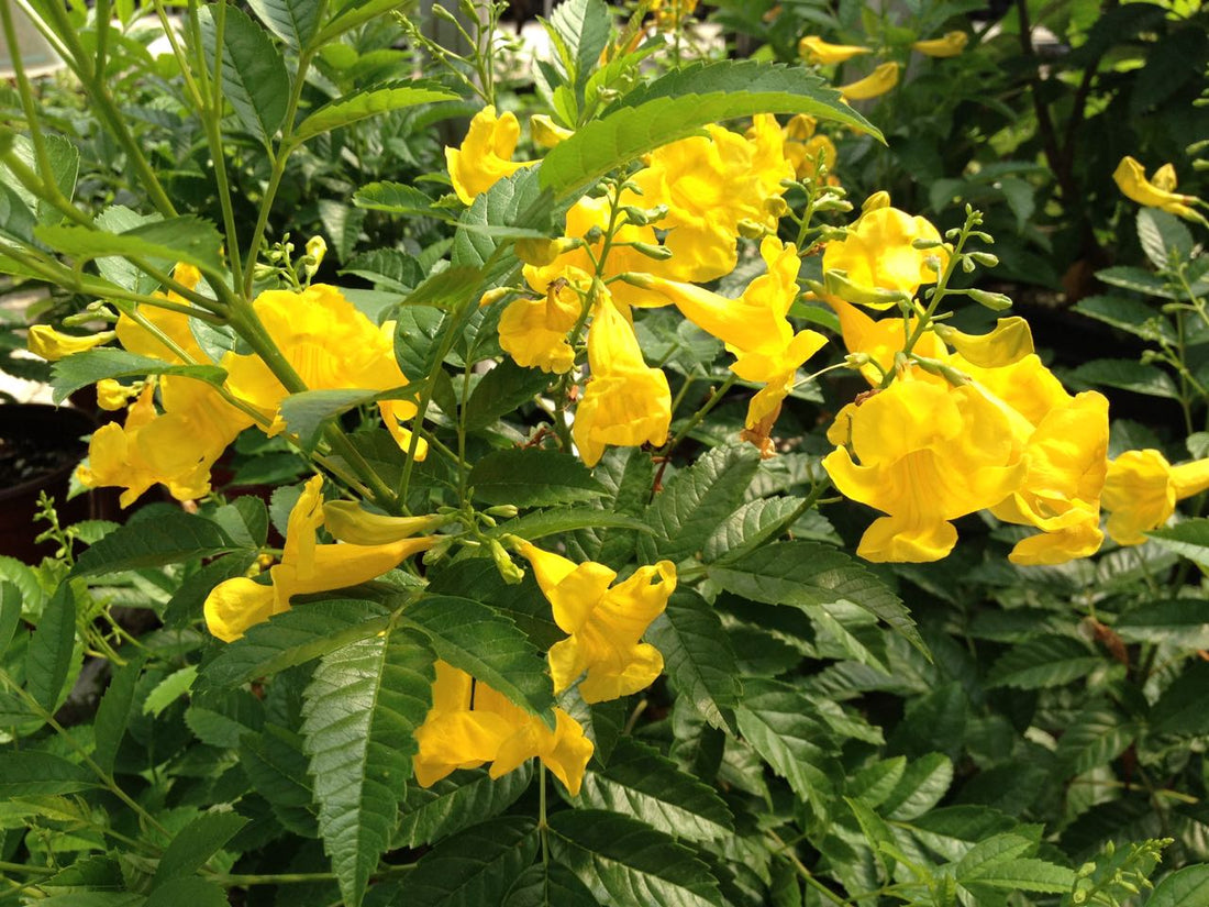 Esperanza flower seeds