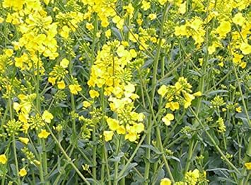 Essex Rape Vegetable Seeds for Planting – Heirloom Non-GMO Garden Seeds
