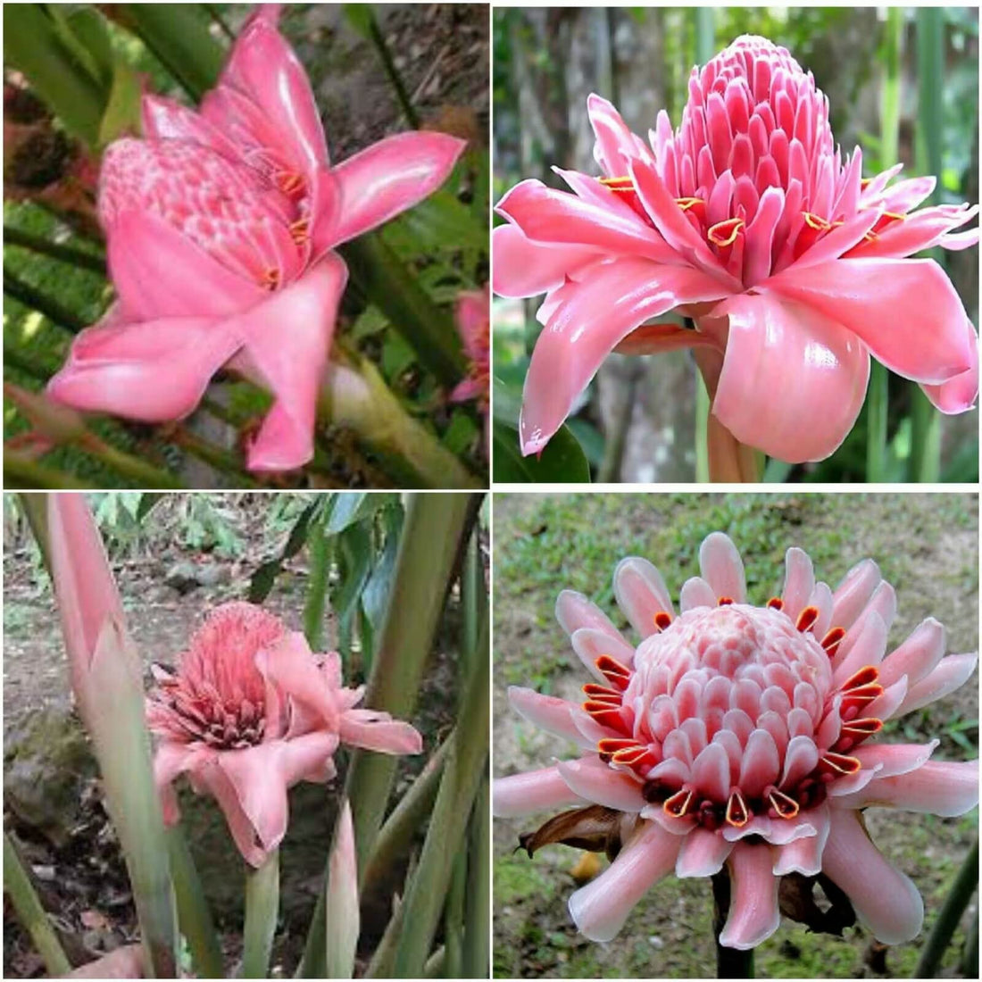 Color Etlingera flower seeds
