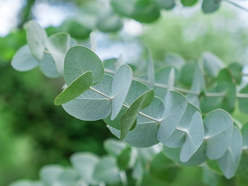 Apple Cider Eucalyptus Eucalyptus gunnii Seeds for Planting – Fragrant Eucalyptus Seeds