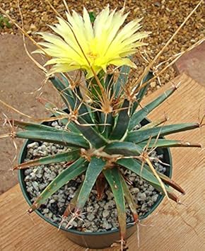 Yellow Leuchtenbergia Flower in Bloom
