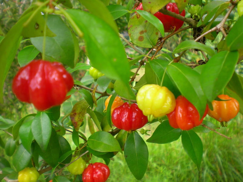 Pitanga Eugenia uniflora Fruit Seeds for Planting – Heirloom Non-GMO Garden Seeds