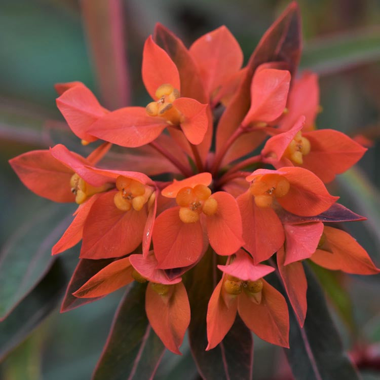 Euphorbia Griffithii flower seeds