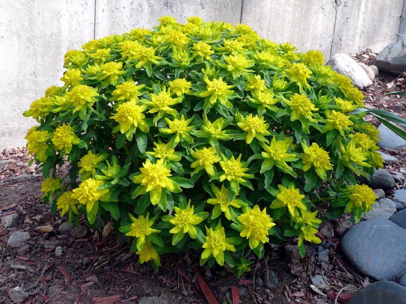 Yellow Euphorbia flower seeds