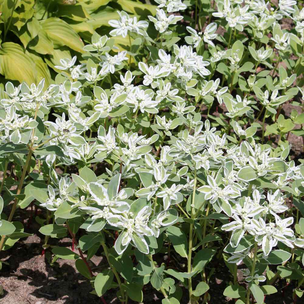 White Euphorbia flower seeds