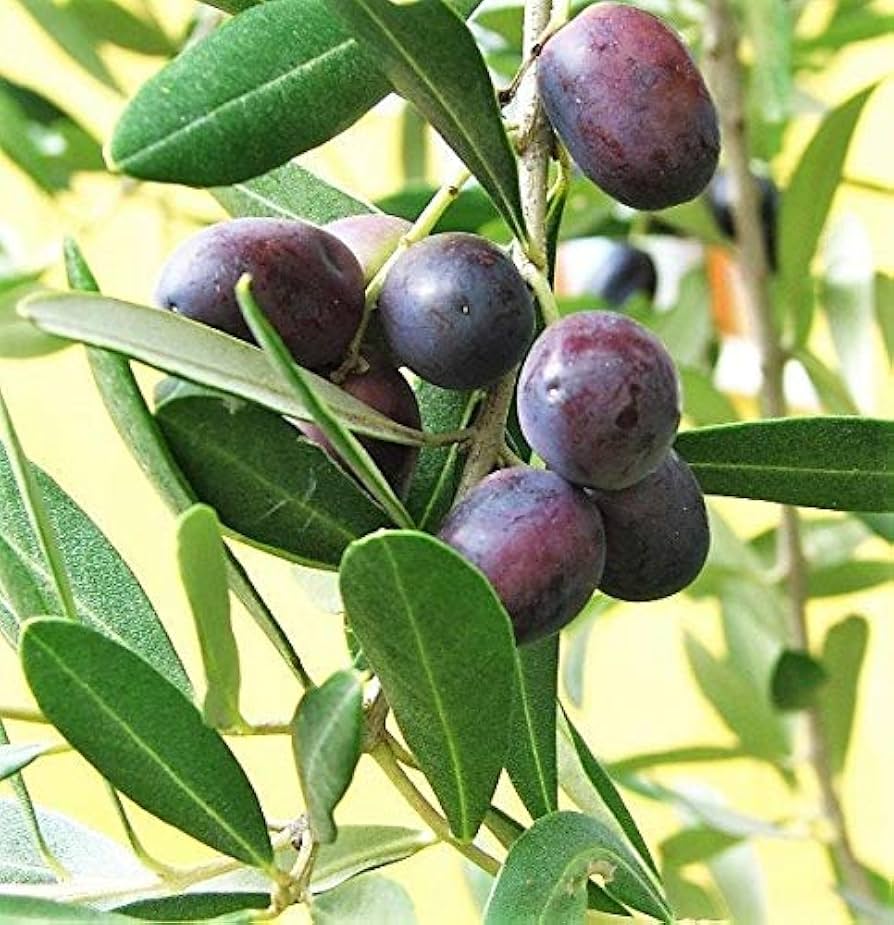 canino olive seeds