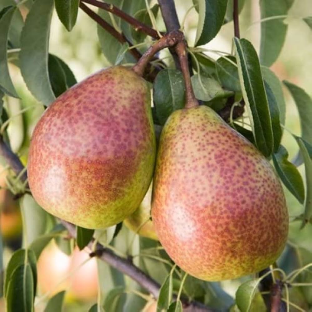European Pear Fruit Seeds for planting and growing in a home garden