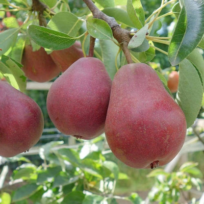 European Pear Fruit Seeds for planting and growing in a home garden