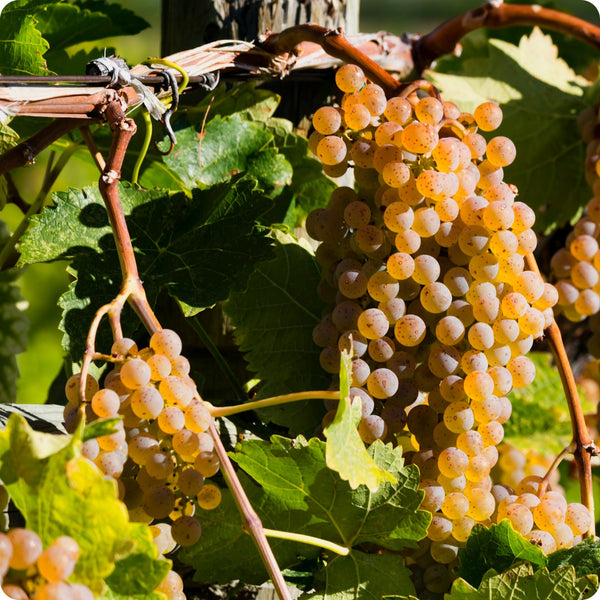 european wine grape seeds