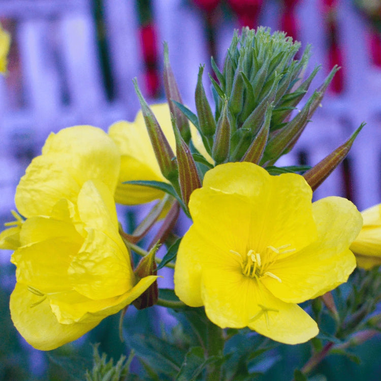 Primrose Oenothera Biennis plant