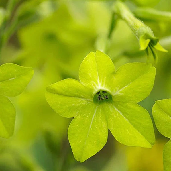 Light Green flower seeds